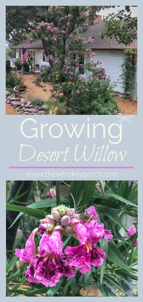 Chilopsis Linearis, Desert Willow Tree, Desert Willow, Arizona Gardening, Patio Trees, Prescott Arizona, Prescott Az, Visual Aid, Northern Arizona