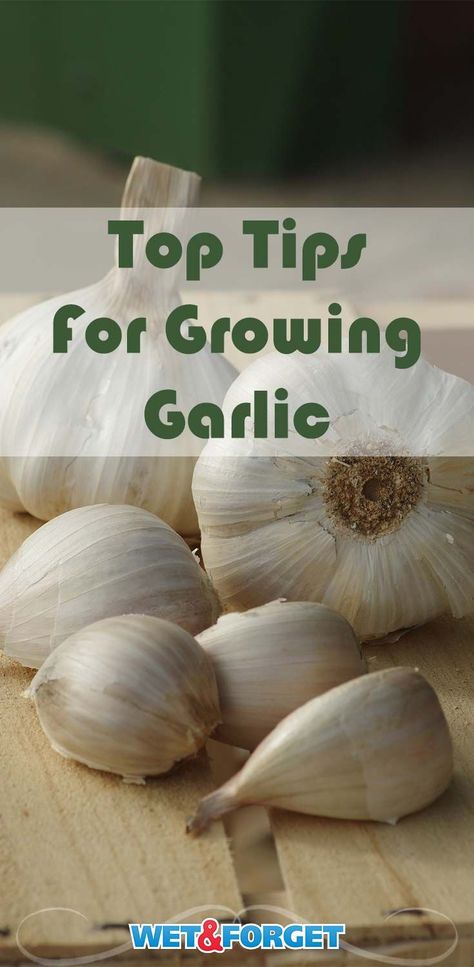 National Garlic Day is this week! Discover the top tips and tricks for growing garlic with our guide! Growing Garlic From Cloves, Garlic Plants, When To Plant Garlic, Garlic Growing, Making A Garden, Harvesting Garlic, Grow Garlic, Farm Hacks, Meat Rabbits