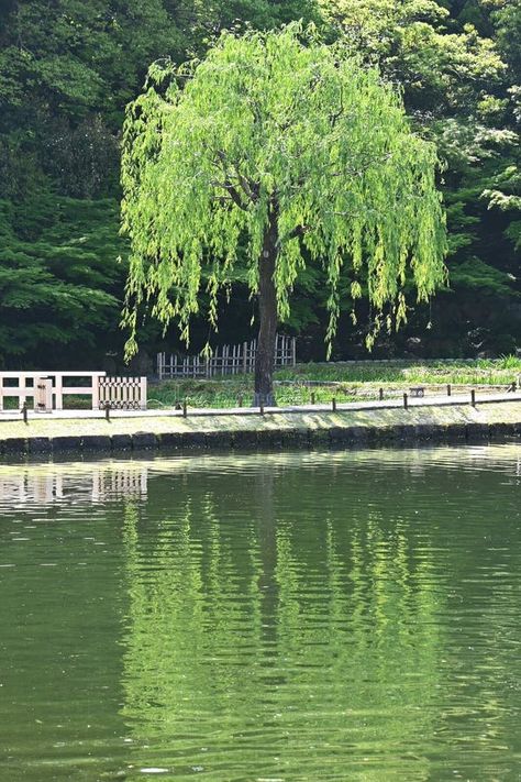 Weeping Willow ( Salix babylonica ) tree. Salicaceae Dioecious deciduous tree. royalty free stock images Salix Babylonica, Street Trees, Weeping Willow, Deciduous Trees, Vector Design, Stock Images, Water, Plants