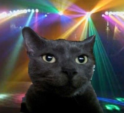 Kitties go techno in "Even Kitties Feel the Beat" Playlist Covers Photos, Silly Cats Pictures, Playlist Covers, Silly Cats, Spotify Playlist, Cats Meow, Funny Animal Pictures, Cat Pics, Cat Memes