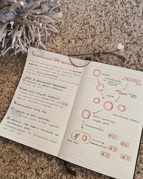 Ellie 👩🏻‍🔬 on Instagram: “Recombinant DNA technology 🧫 ⁣is when DNA molecules are formed by laboratory methods of genetic recombination to bring together genetic…” Recombinant Dna Technology Notes, Recombinant Dna Technology, Future Engineer, Recombinant Dna, Dna Technology, Dna Molecule, My Protein, Genetic Engineering, Phd Student