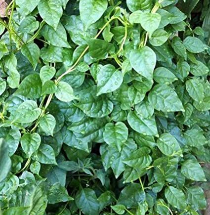 GreenCreator Malabar Spinach Seeds - 100 Seeds Fast Growing Vine to Plant Home Vegetable Garden Fast Growing Vines, Malabar Spinach, Spinach Seeds, Seeds Color, Growing Vines, Plant Home, Heirloom Vegetables, Home Vegetable Garden, Garden Living