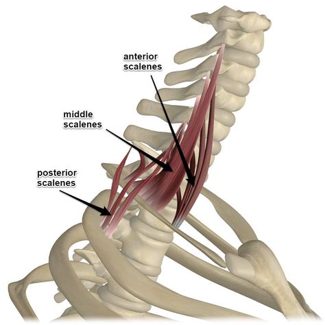 Scalene Muscle, Human Muscle Anatomy, Neck Muscles, Massage Therapy Techniques, Right And Wrong, Muscle Anatomy, Medical School Essentials, Body Therapy, Medical Anatomy