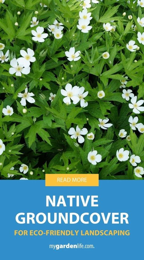 Looking for the perfect native groundcover plants for your garden? This guide provides expert advice on choosing native groundcovers that offer both beauty and functionality. Ideal for low maintenance landscaping, these plants help you create a sustainable yard that thrives with minimal care. Find more native gardening tips and landscaping inspiration at MyGardenLife.com. Sustainable Yard, Diy Backyard Garden Ideas, Diy Backyard Garden, Groundcover Plants, Native Plant Landscape, Native Landscaping, Black Walnut Tree, Edging Plants, Patio Gardens