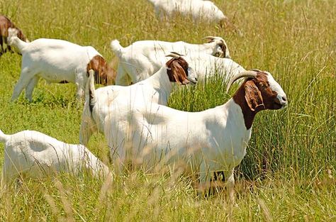 Damascus Goat, Cute Animals Wallpaper, Breeding Goats, Types Of Goats, Female Goat, Nubian Goat, Happy Goat, Goat Care, Boer Goats