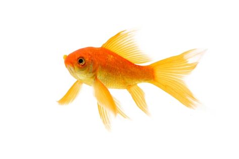 Koi goldfish swimming isolated on white ... | Premium Photo #Freepik #photo #goldfish #gold-fish #golden-fish #fishbowl Gold Fish Art, Goldfish Swimming, Koi Carp Fish, Golden Fish, Human Touch, Fish Fish, Koi Carp, Fish Swimming, Gold Fish