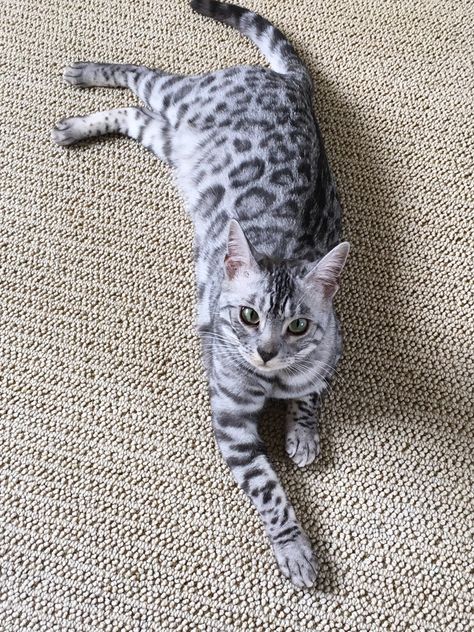 Bengal Cat Silver, Bangel Cats, Silver Bengal Cat, Silver Bengal, Kitten Images, Cat Language, Warrior Cat Oc, Bengal Cats, Gorgeous Cats