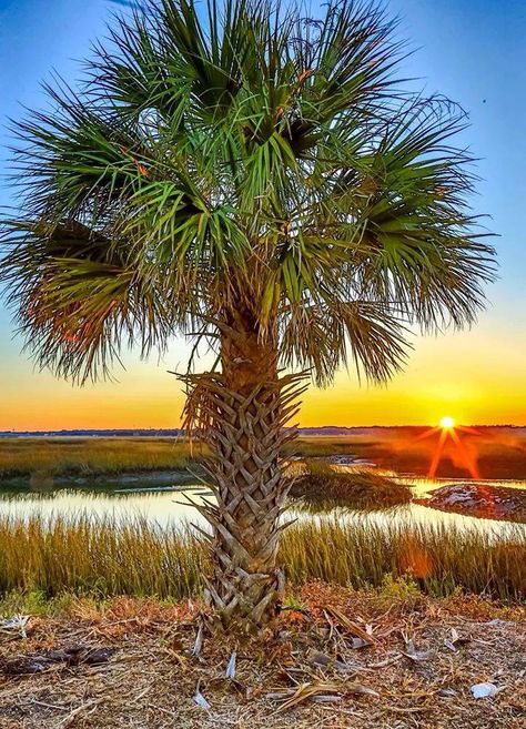 Florida Scenery, Florida Artwork, Sabal Palm, Indian River Lagoon, Florida Palm Trees, Palmetto Moon, Palmetto Tree, Florida Art, Beaufort Sc