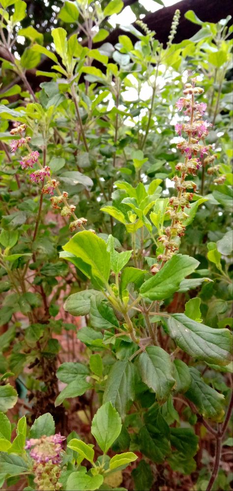 Tulasi Plant, Holly Plant, Tulsi Plant, Plants, Flowers, Photography