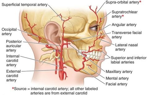 Arteries of the Face - branches of the external & internal carotid arteries Arteries Anatomy, Aesthetic Training, Internal Carotid Artery, Human Skeleton Anatomy, Parotid Gland, Facial Anatomy, Skeleton Anatomy, Dental Hygiene School, Dental Anatomy