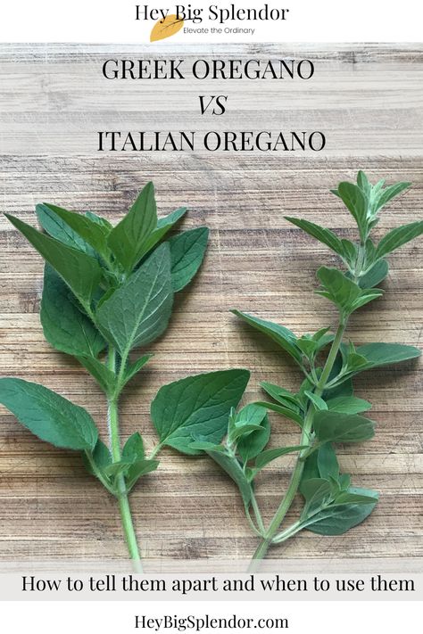 Know your oregano! What's the difference between Greek Oregano and Italian Oregano? It's more than just the name! Italian Oregano Plant, Greek Oregano Recipes, Fresh Oregano Uses, Oregano Recipes, Greek Oregano, Growing Oregano, Oregano Oil Benefits, Oregano Plant, Preserving Herbs