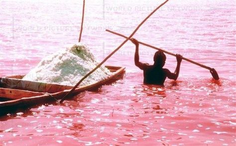 The Pink Salt Lake Retba or Lac Rose lies north of the Cap Vert peninsula of Senegal, north east of Dakar. This lake has an unusual color – it’s pink. Lake Retba’s pink color is the result of the Dunaliella salina, which is a halophilic (salt-loving) green microalgae which is usually found in sea salt fields and some cyanobacteria that have also been identified in the water. Lake Retba Senegal, Lake Retba, Pink Lake, West Africa, Most Beautiful Places, Vacation Spots, Places To See, Cool Pictures, Cool Photos