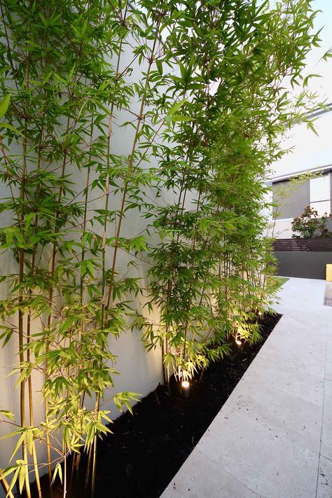 Bamboo Pool Landscaping, Bamboo Courtyard Garden, Minimalist Landscaping Front Yard, Rocks Garden Ideas, Gardens With Rocks, Beautiful Houses Exterior, Rocks Garden, Bamboo Landscape, Courtyard Pool