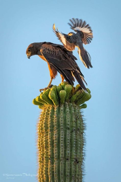 Arizona Animals, Desert Birds, Arizona Birds, Hawk Photos, Harris Hawk, North American Animals, Northern Flicker, Desert Animals, Breathtaking Photography