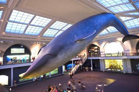 New York City Travel Guide - Expert Picks for your Vacation Natural History Museum Nyc, Nyc Guide, Museums In Nyc, Nyc With Kids, Cup Of Jo, New York Museums, Museum Of Natural History, Activities For Toddlers, Ulsan