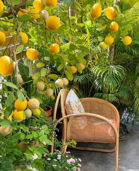 Lemon Tree In Backyard, Lemon Tree Backyard, Lemon Tree Aesthetic, Lemon Plant, Citrus Tree, Citrus Garden, Tattoo Plant, Carnival Posters, Yellow Plants