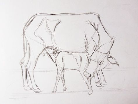 Cow Reference Drawing, How To Draw Cows, Cow Calf Drawing, Cow Drawing Sketch, Cow Drawing Pencil, Cow Drawing Reference, Cow And Calf Drawing, Cow Drawing Aesthetic, Cow Pencil Sketch