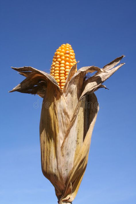 Corn in Husk / Bio-Fuel stock photos Nature Reference, Ear Of Corn, Corn Husks, Ears Of Corn, Corn Husk, Maize, Big Girl, Wedding Venue, Blue Sky