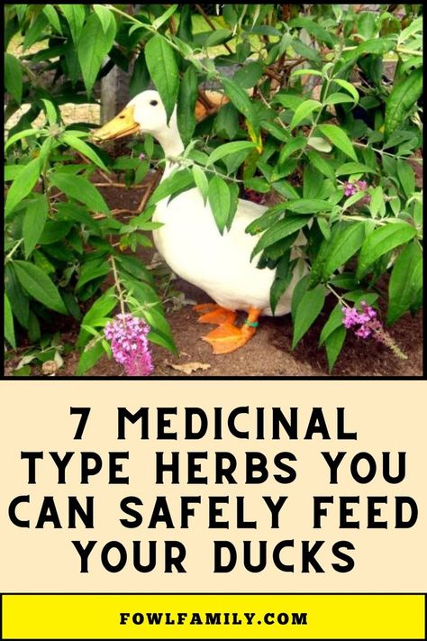 Medicinal Type Herbs For Your Ducks Duck Care For Beginners, Can Ducks And Chickens Live Together, Ducks In Garden, What Do Ducks Eat, Duck Symbolism, Duck Raising, Best Ducks For Homestead, Duck Care, Feeding Ducks