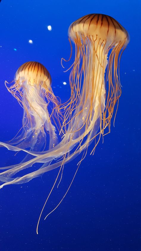 shallow focus photography of two brown jellyfish photo – Free Image on Unsplash Jellyfish Quotes, Jellyfish Images, Jellyfish Facts, Jellyfish Photo, Jellyfish Sting, Jellyfish Jewelry, Jellyfish Pictures, Jellyfish Illustration, Jellyfish Photography