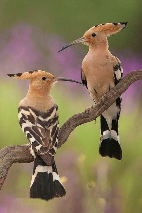 Pin by Miguel Gosálvez Mariño MGMoso on Mundo animal - Animal world | Pet birds, South african birds, Nature birds Hoopoe Bird, South African Birds, Rare Birds, Funny Birds, Nature Birds, All Birds, Exotic Birds, Pretty Birds, African Animals