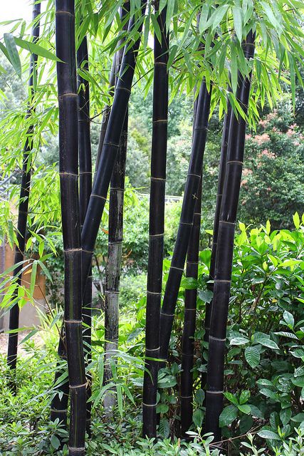 Black clums of Bambusa lako {it's a clumping bamboo and a bit less invasive} Black Bamboo Plant, Giant Bamboo, Clumping Bamboo, Bamboo Seeds, Bamboo Trees, Goth Garden, Bamboo Architecture, Bamboo Plant, Bamboo Garden