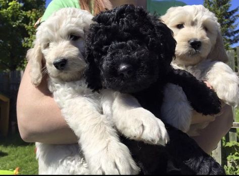 Labradoodle Puppies male and female available FOR SALE ADOPTION in Australia @ Adpost.com Classifieds > Australia > #154643 Labradoodle Puppies male and female available FOR SALE ADOPTION in Australia,free,australian,classified ad,classified ads Golden Labradoodle, Labradoodle Puppies, Labradoodle Puppy, Dogs For Sale, Labradoodle, Male And Female, Classified Ads, Adoption, Puppies