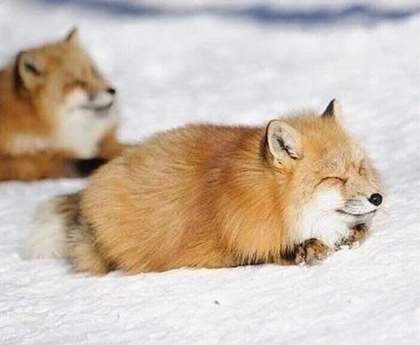 keeeeeebab on Twitter: "Guys I have very very important news. Apparently foxes also turn into loafs… "