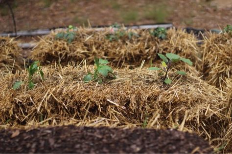 How to Make a Hay Bale Garden > At Home in the Wildwood Haybale Gardening, Hay Bale Gardening, Making Raised Garden Beds, Varieties Of Tomatoes, Garden At Home, Hay Bales, Gardening 101, Cottage Gardens, Garden Fencing