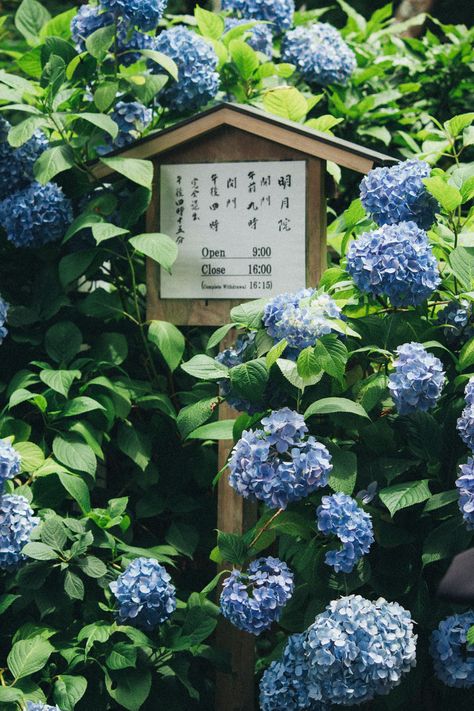 The Best Guide to Exploring the Amazing Hydrangeas of Kamakura - The Creative Adventurer Japan Pictures, Kamakura Japan, Purple Hydrangeas, Hydrangea Bloom, Plant Outdoor, Outdoor Pictures, Japanese Landscape, Japan Aesthetic, Cottage House