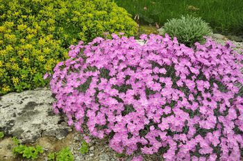 Full-sun plants are often perfect for rock gardens. Learn about some types of perennials for dry, sunny areas before you buy a plant for a hot spot. Long Blooming Perennials, Shade Garden Plants, Rock Garden Plants, Full Sun Perennials, Gardening Zones, Rock Garden Design, Full Sun Plants, Best Perennials, Sun Perennials