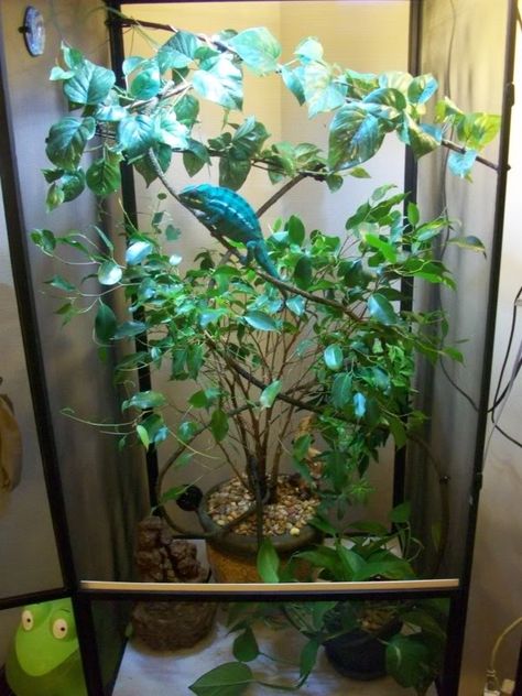 Panther Chameleon Facts, Habitat, Diet, Life Cycle, Baby, Pictures Pet Cage Ideas, Chameleon Cage Ideas, Chameleon Habitat, Chameleon Facts, Chameleon Terrarium, Chameleon Enclosure, Types Of Chameleons, Chameleon Care, Chameleon Cage