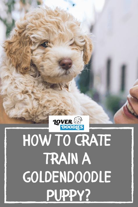 How To Kennel Train A Puppy, Goldendoodle Puppy Training, Golden Doodle Care, Golden Doodle Must Haves, Golden Doodle Training Tips, Brindle Goldendoodle, Training Goldendoodle Puppy, Mini Golden Doodle Puppy, Rocky Training