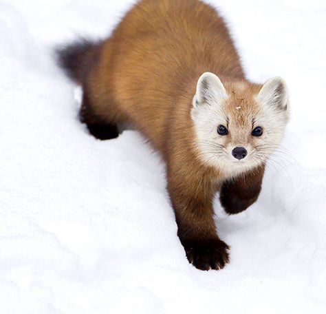 Pine Marten of Canada ~ National Geographic Travel Canada Wildlife, Pictures Animals, Pine Marten, Silly Animals, Weird Animals, Animals Of The World, Animal Photo, 귀여운 동물, Animals Friends