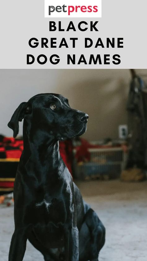 From classic names like Midnight to unique names like Onyx, there’s something for everyone on this list of Black Great Dane Dog Names. Cool Female Dog Names, Witchy Names, Black Dog Names, Black Great Dane, Great Dane Names, Badass Names, Black Great Danes, Dog Breed Names, Best Names