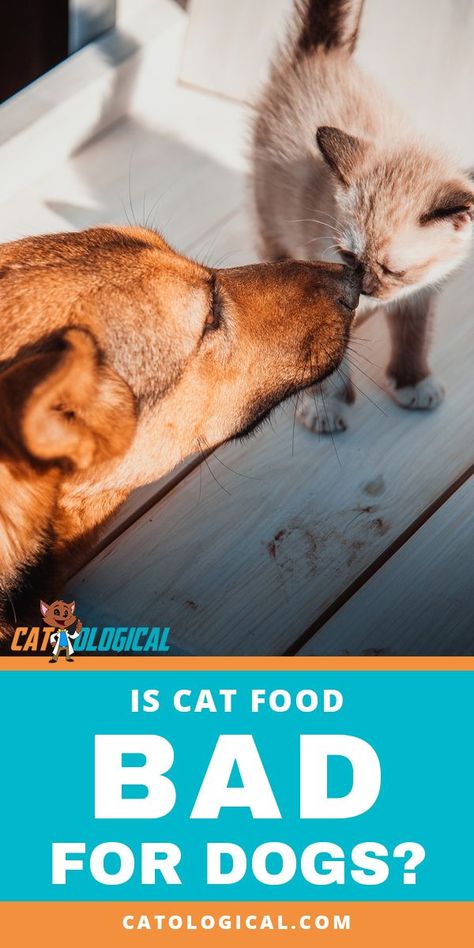 Is cat food bad for dogs? Will canines get sick if they eat meals meant for felines? It turns out that cats and dogs are very different when it comes to what they should be eating. Cats are obligate carnivores - they absolutely need meat to survive, and in the wild they eat meat almost exclusively. Dogs on the other hand are omnivores and can have a wider variety in their diet. #cats #kittens #cat #catlover #catcare #cute #pets #catfood #dogfood #dog #dogs #puppies Foods Bad For Dogs, Cat Having Kittens, Help Cat, Cat Eat, Facts About Dogs, Eat Meals, Best Cat Food, Cat Parents, Pet Nutrition