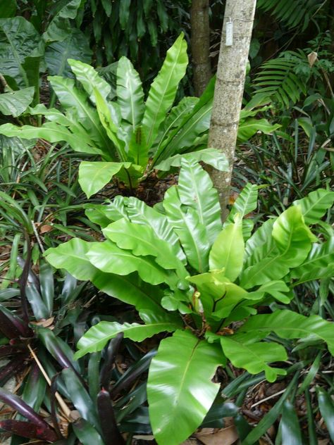 Tropical Ferns, Birds Nest Fern, Small Tropical Gardens, Bird's Nest Fern, Tropical Landscape Design, Shade Tolerant Plants, Ferns Garden, Garden Pond Design, Shade Garden Plants