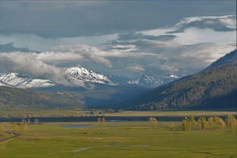 Yellowstone Wildlife, Lamar Valley, Mountain Goat, Deciduous Trees, Mountain Man, Yellowstone National, Bird Photography, Yellowstone National Park, Who Knows