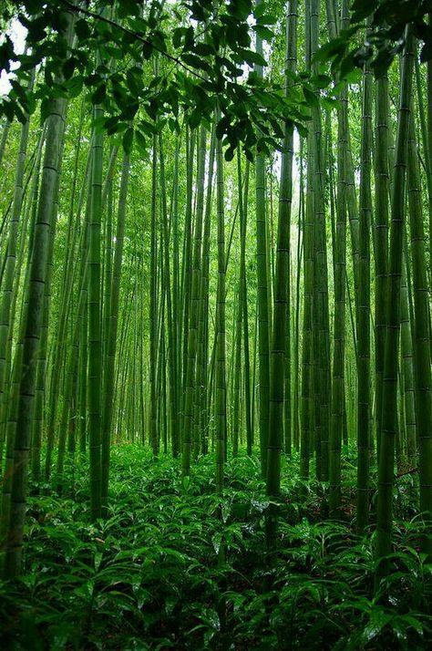 Bosque de bambú Tenryu Ji, Bamboo Forest, Scenic Beauty, Tree Forest, Maneki Neko, Kyoto Japan, Beautiful Tree, Botanical Garden, Green Aesthetic