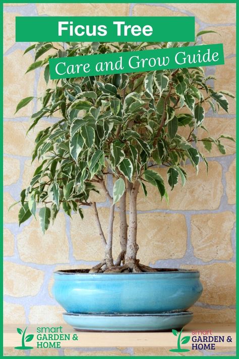 Ficus Tree Outdoor, Fig Plant Indoor, Ficus Tree Care, Fig Plant Care, Ficus Tree Indoor, Weeping Fig Tree, Fig Tree Plant, Ficus Plant, Weeping Fig