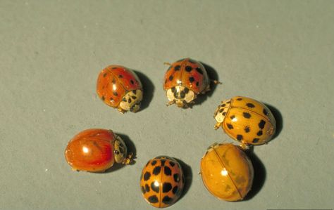 Lady Beetle, Foto Tips, Beetles, A Circle, Sanskrit, Pretty Pictures, Art Inspo, Bugs, Art Reference