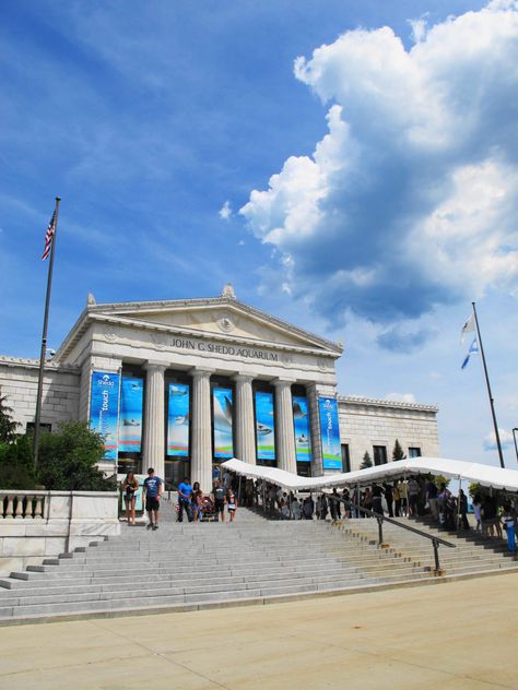 Chicago: Shedd Aquarium. Pinned by #CarltonInnMidway - www.carltoninnmidway.com Shed Aquarium Chicago, Chicago Shedd Aquarium, Chicago Tourist Attractions, Indoor Aquarium, Chicago Aquarium, Shedd Aquarium Chicago, Chicago Aesthetic, Shedd Aquarium, Saltwater Fish