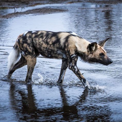 African Wild Dog (Lycaon pictus) / Lycaon / Image by shadesofwhyte (Neil Whyte) from instagram Wild Dog, African Wild Dog, Pretty Animals, Wild Dogs, Cute Animal Photos, Animal Photo, From Instagram, Animal Kingdom, Reptiles