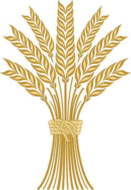 A concept for perspective, up close it just looks like a sheaf of grain, but when we bring the image out, it will be the tallest 'arch' an a crown. Idea for sermon on Joseph: Delayed Destiny Farm Tattoos, Wheat Drawing, Wheat Vector, Sheaf Of Wheat, Church Banners Designs, Wheat Sheaf, Wheat Design, Silhouette Drawing, Family Stock Photo