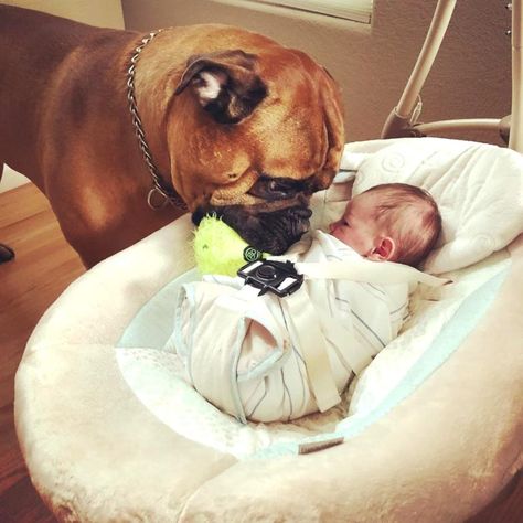 Mastiff Puppies, Boxer And Baby, Cesar Millan, Boxer Puppies, Boxer Love, Love My Dog, Bull Mastiff, Dogs And Kids, Baby Crying