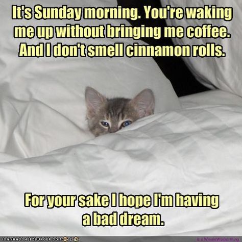 Funny Sunday Morning Coffee | It's Sunday morning. You're waking me up without bringing me coffee ... Sunday Morning Memes, Sunday Morning Humor, Sunday Humor, Good Morning Motivation, Sunday Coffee, Morning Memes, Animal Funnies, Good Morning Funny Pictures, Easy Like Sunday Morning