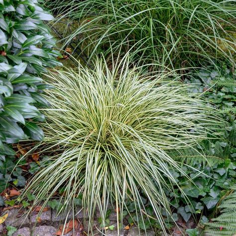 Japanese Sedge, Carex Grass, Carex Oshimensis, Grass Plants, Crape Myrtle, Evergreen Plants, Rose Trees, Ornamental Grasses, Flower Planters