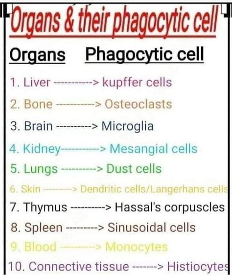 Langerhans Cell, Skin