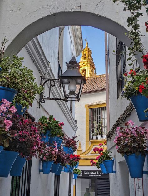 calleja de flores // cordoba spain // best things to do in spain // cute street flowers // whitewashed spanish town // spain small towns // spain travel ideas // cute flower alley Things To Do In Spain, Street Flowers, Cordoba Spain, Spanish Towns, Cute Flower, My Town, Spain Travel, Travel Ideas, Small Towns