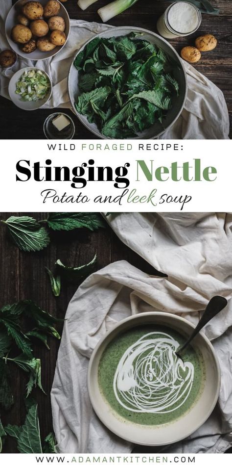 Spring Foraging, Nettle Recipes, Nettle Soup, Spring Soups, Cream Of Asparagus Soup, Creamed Asparagus, Wild Food Foraging, Spring Recipe, Foraging Recipes